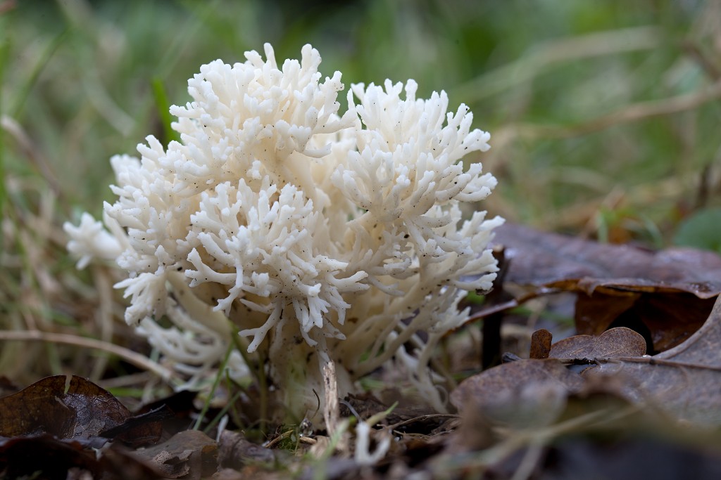 paddenstoel paddenstoelen paddestoel paddestoelen schimmel zwam schimmels zwammen hdr paddo paddos champignon champignons herfst najaar